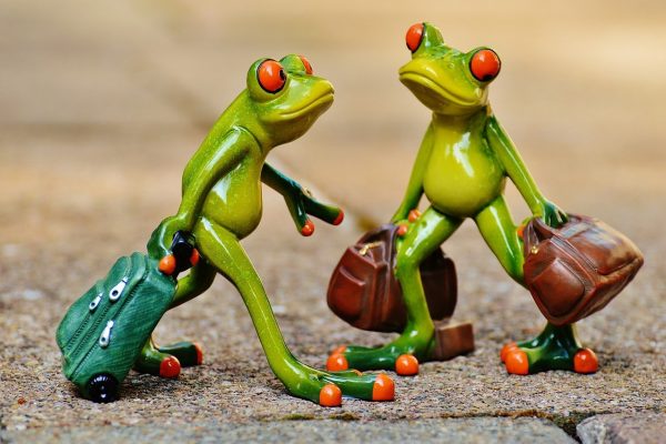 frogs, fun, travel, suitcase, travel bag, vacations, frog, on the way, animal, nature, figure, cute